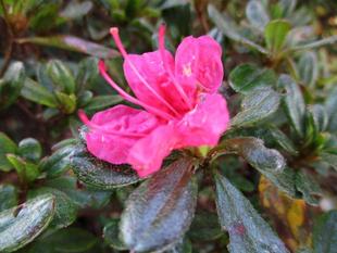 ❃季節外れのツツジの花❃