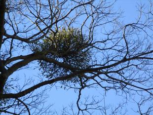 ❈　ヤドリギ　❈