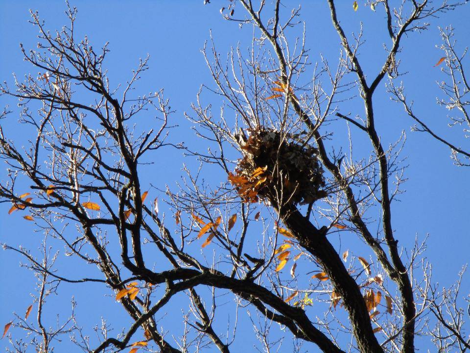 ✢鳥の巣✢の写真