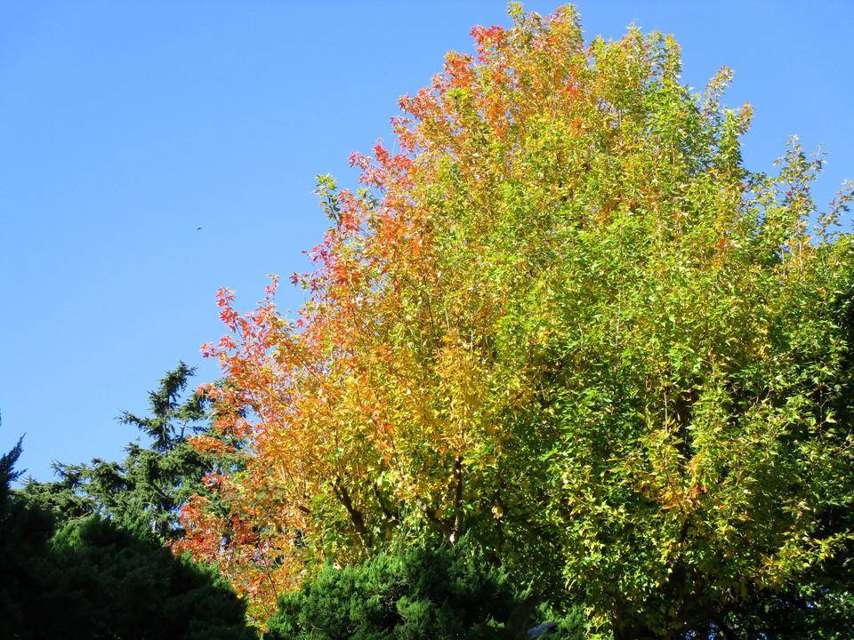 ✤紅葉✥の写真
