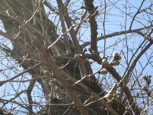 桜開花情報【2022年3月14日号】