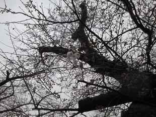 桜開花情報【2022年3月22号】