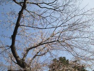 桜開花情報【2022年3月25日】
