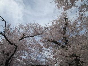 桜開花情報【2022年3月31日号】
