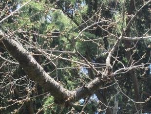 桜開花情報【2022年3月15日号】