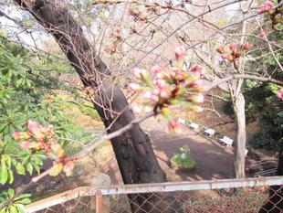 桜開花情報【2022年3月19日号】