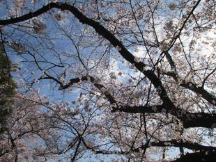 桜開花情報【2022年3月28日号】