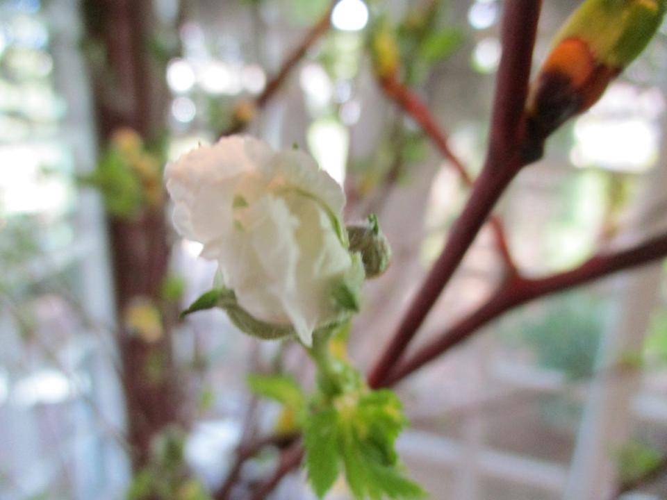 　　～　春　～の写真