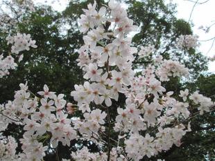 桜開花情報【2022年3月29日号】