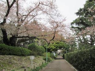 桜開花情報【２０２２年４月５日号】