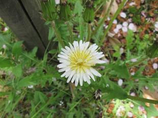 シロバナタンポポ