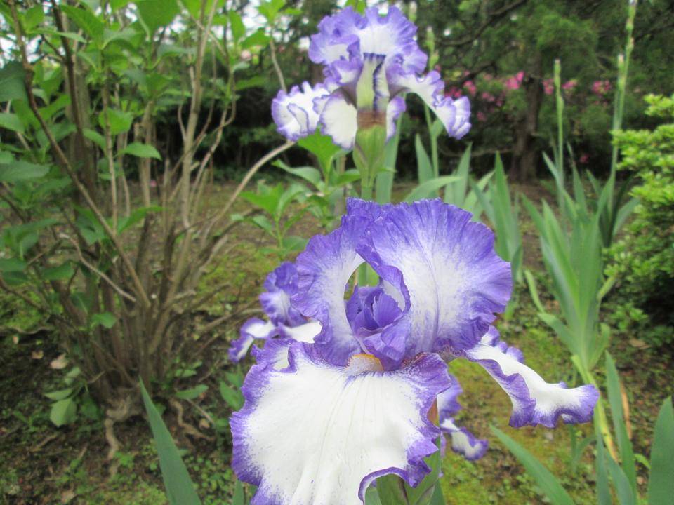 ジャーマンアイリスの写真
