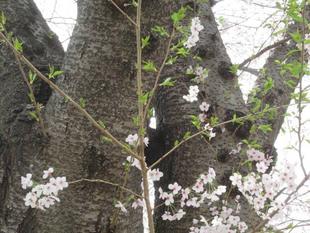 桜開花情報【２０２２年４月２日号】