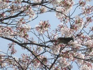 桜開花情報【２０２２年４月７日号】