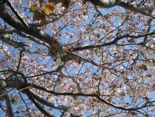 桜開花情報【２０２２年４月１２日号】