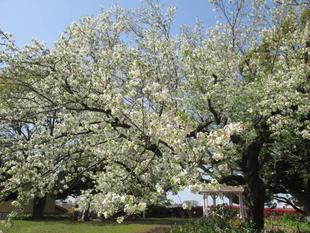 桜開花情報【２０２２年４月９日号】