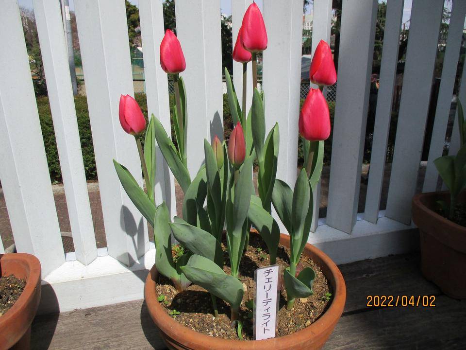 ✵チュ－リップ✵の写真