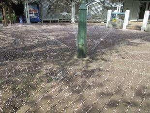 桜開花情報【２０２２年４月２日】