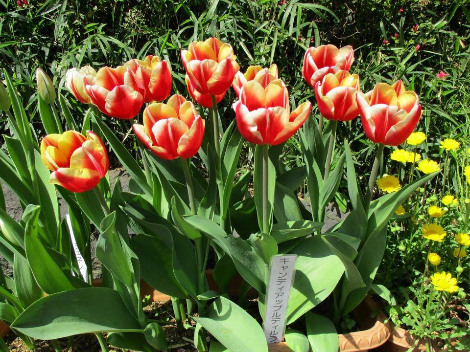 ✵チュ－リップ　満開✵の写真