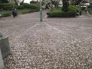 桜開花情報【２０２２年４月１日号】