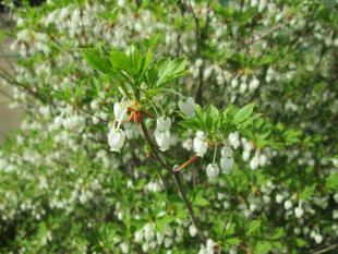 ドウダンツツジ