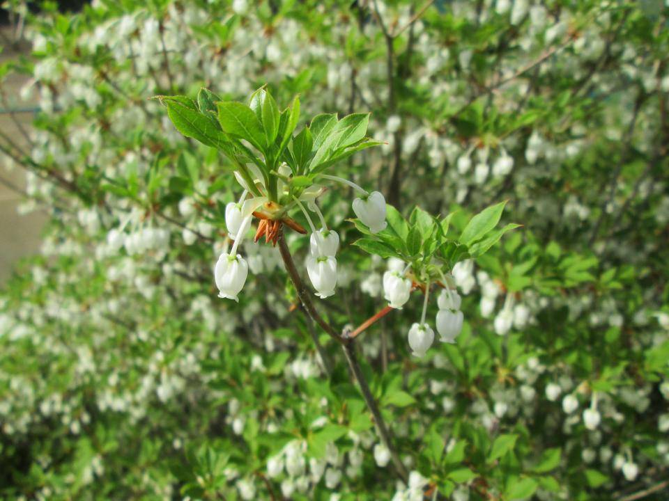 ドウダンツツジの写真