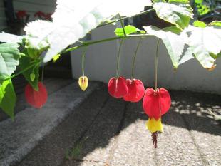 チロリアンランプ