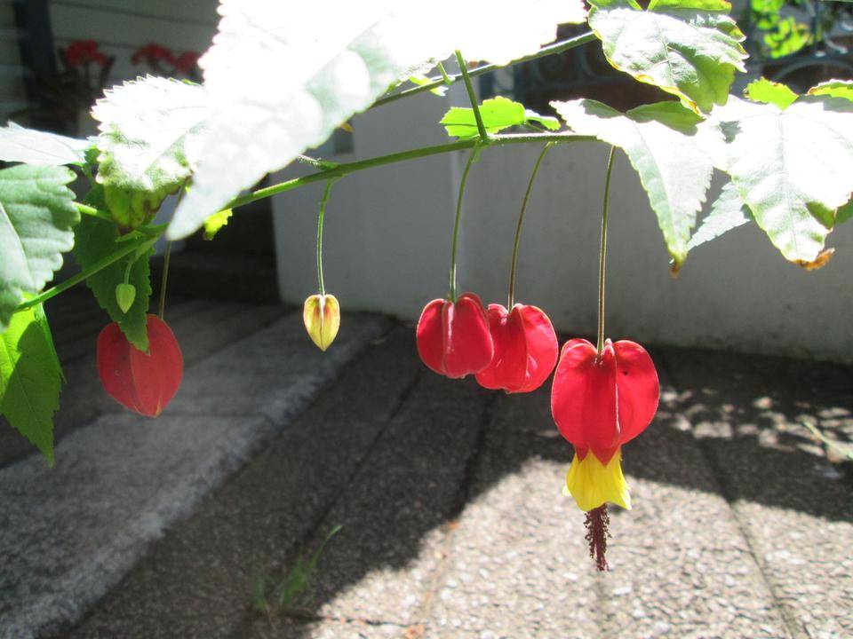 チロリアンランプの写真