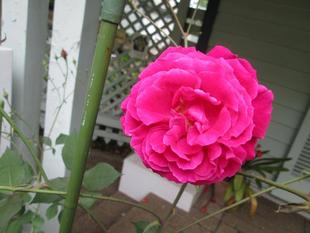 山手公園のバラ