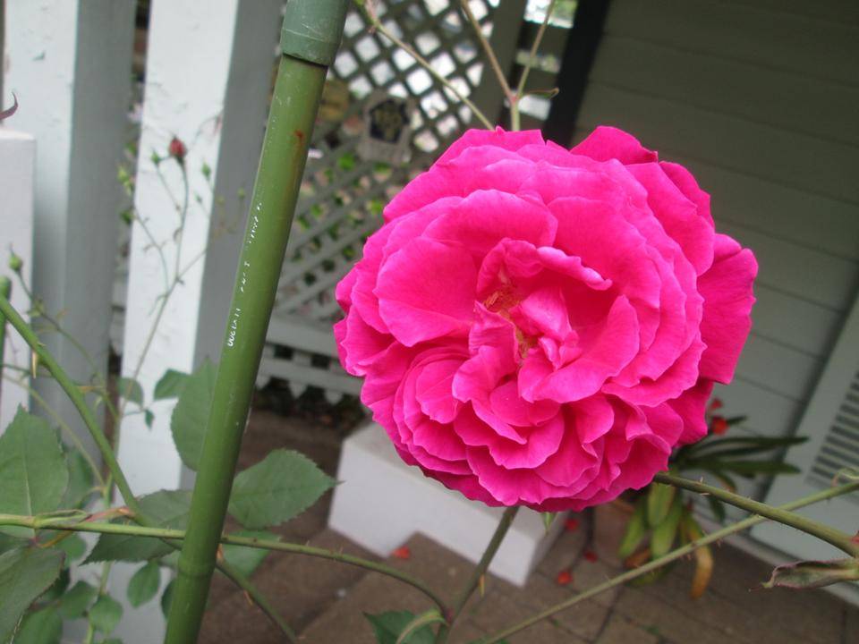 山手公園のバラの写真