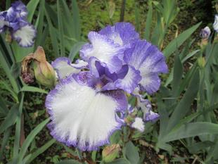 ジャーマンアイリス