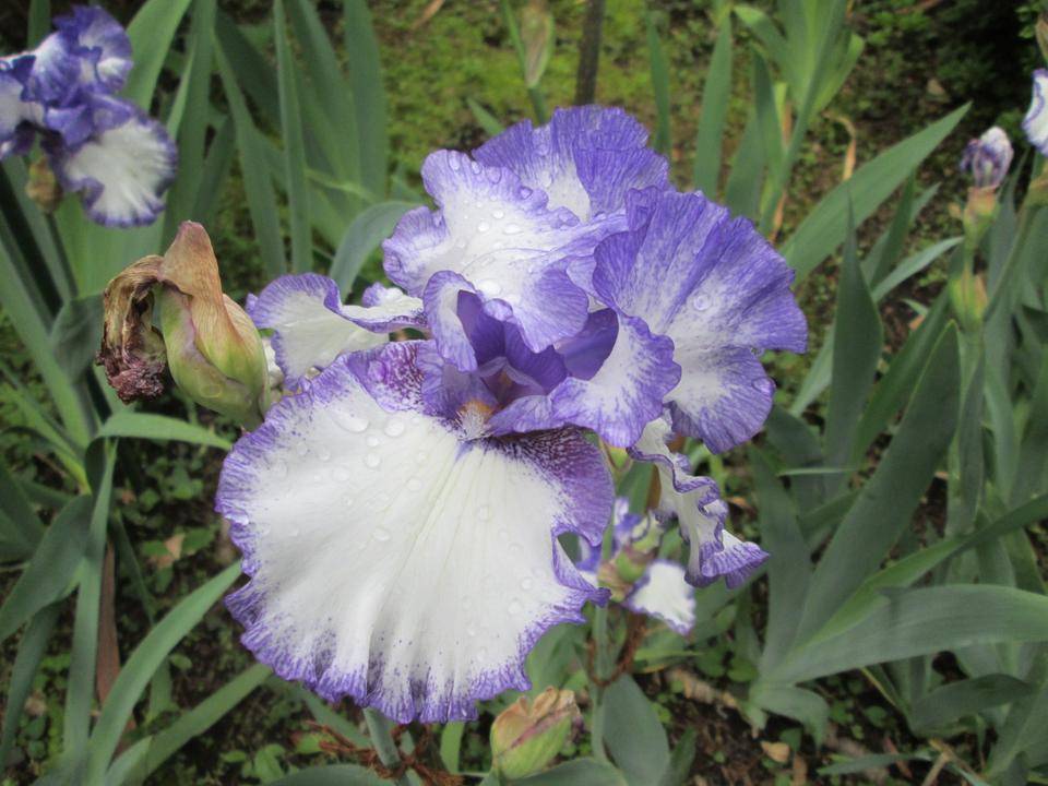 ジャーマンアイリスの写真