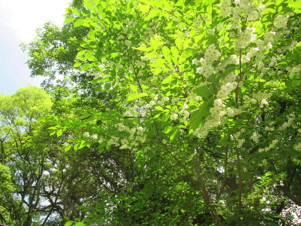 エゴノキの写真