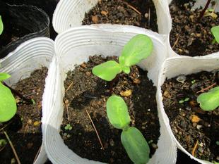 ✵　発芽しました　✵