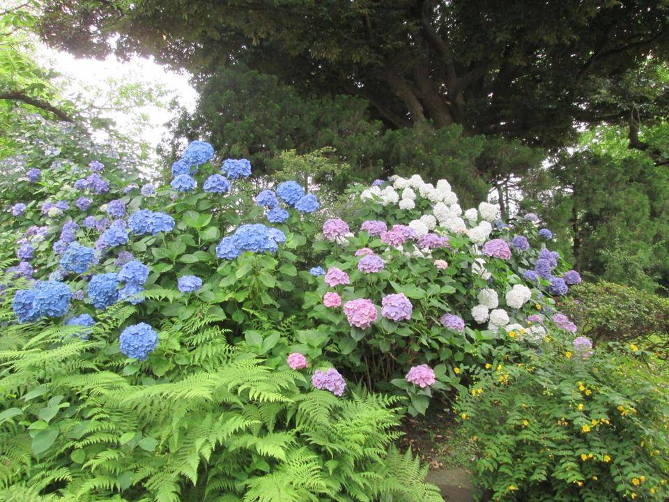 あじさいの写真