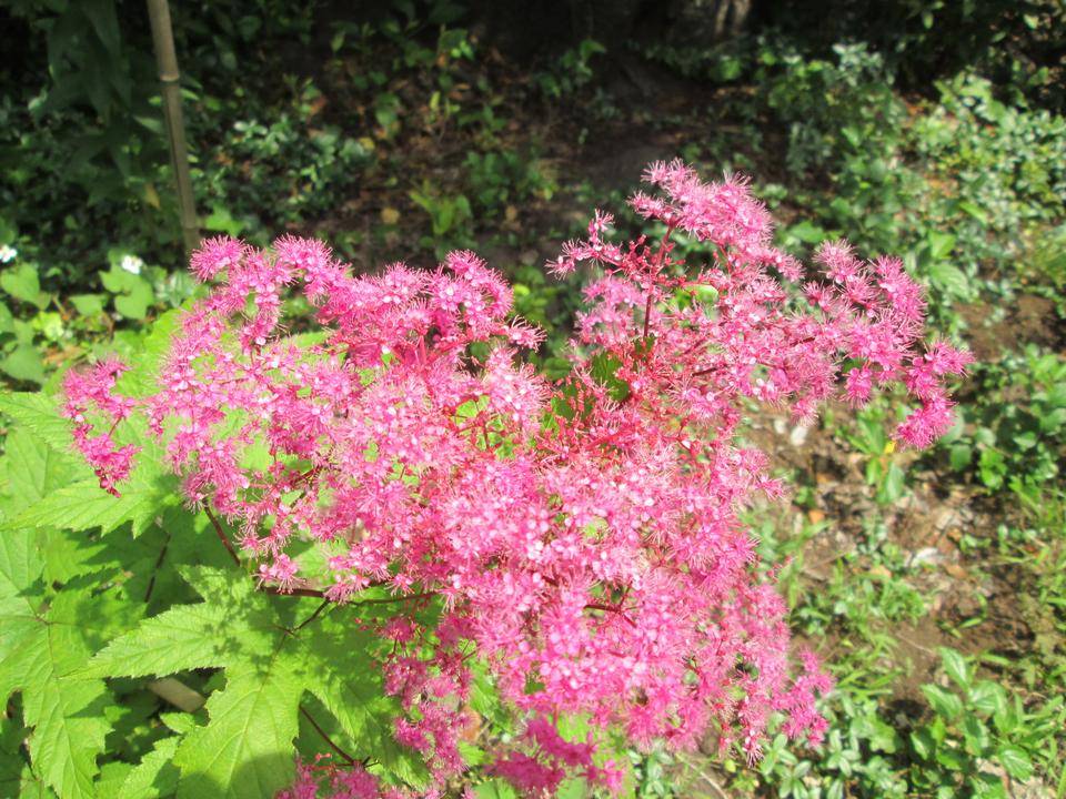 キョウカノコの写真