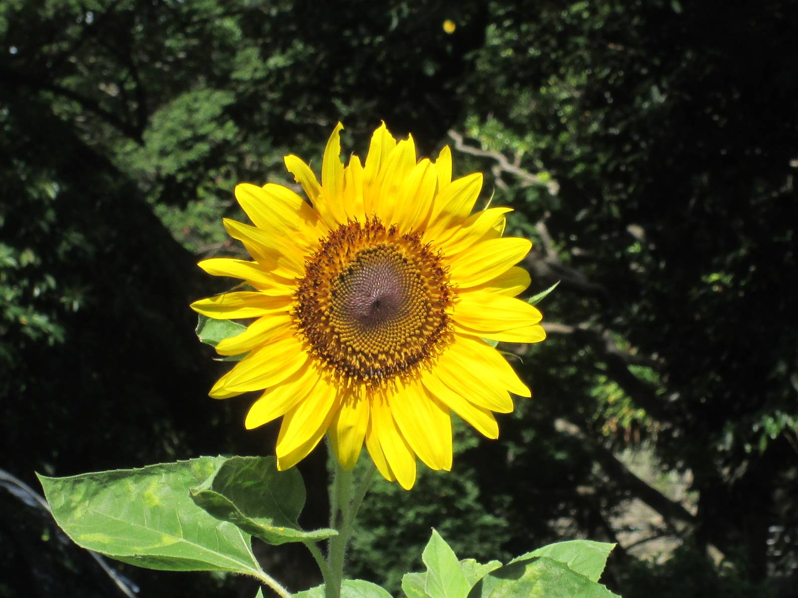 ひまわりの写真