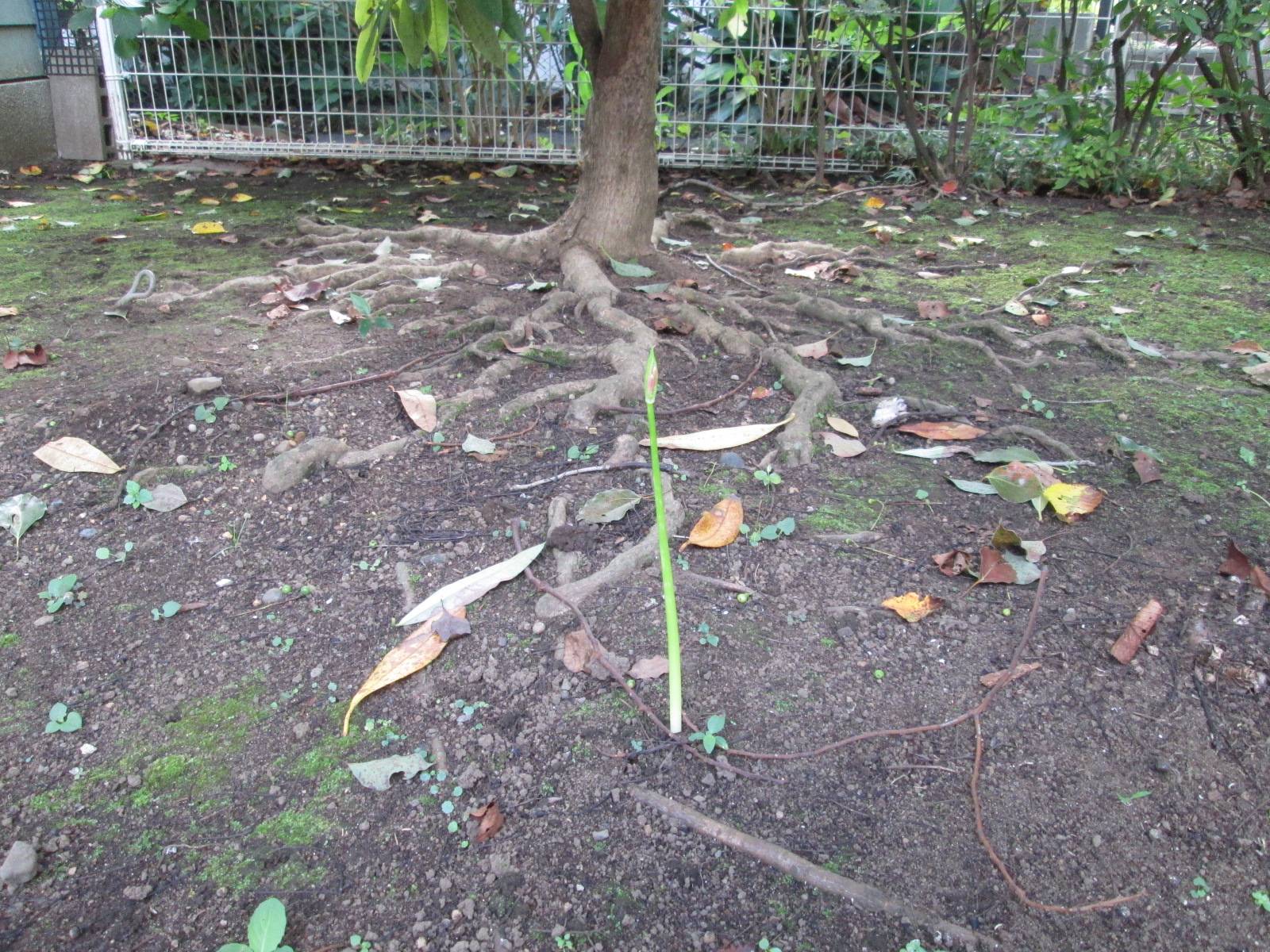 ヒガンバナの写真