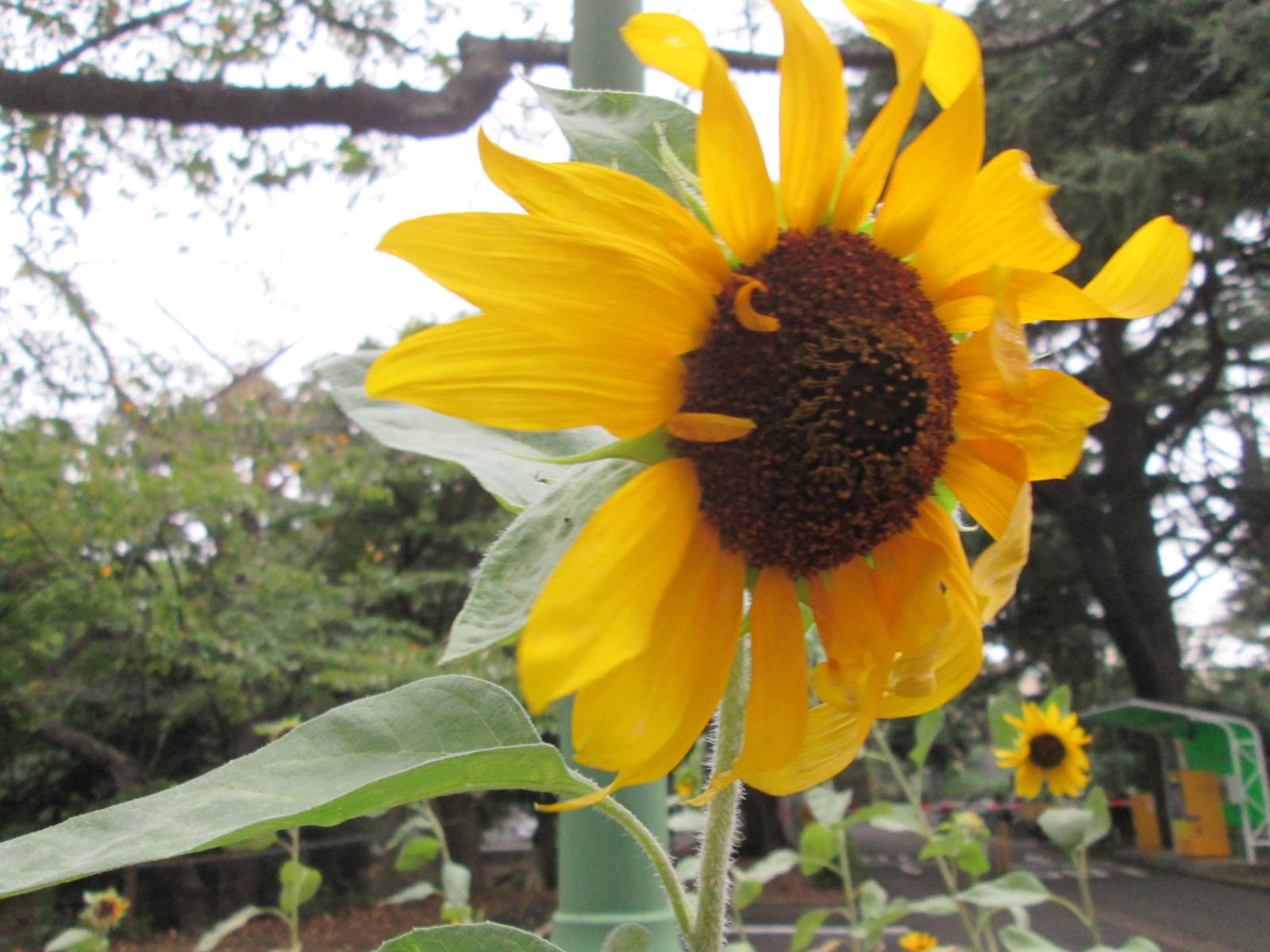 ひまわりの写真