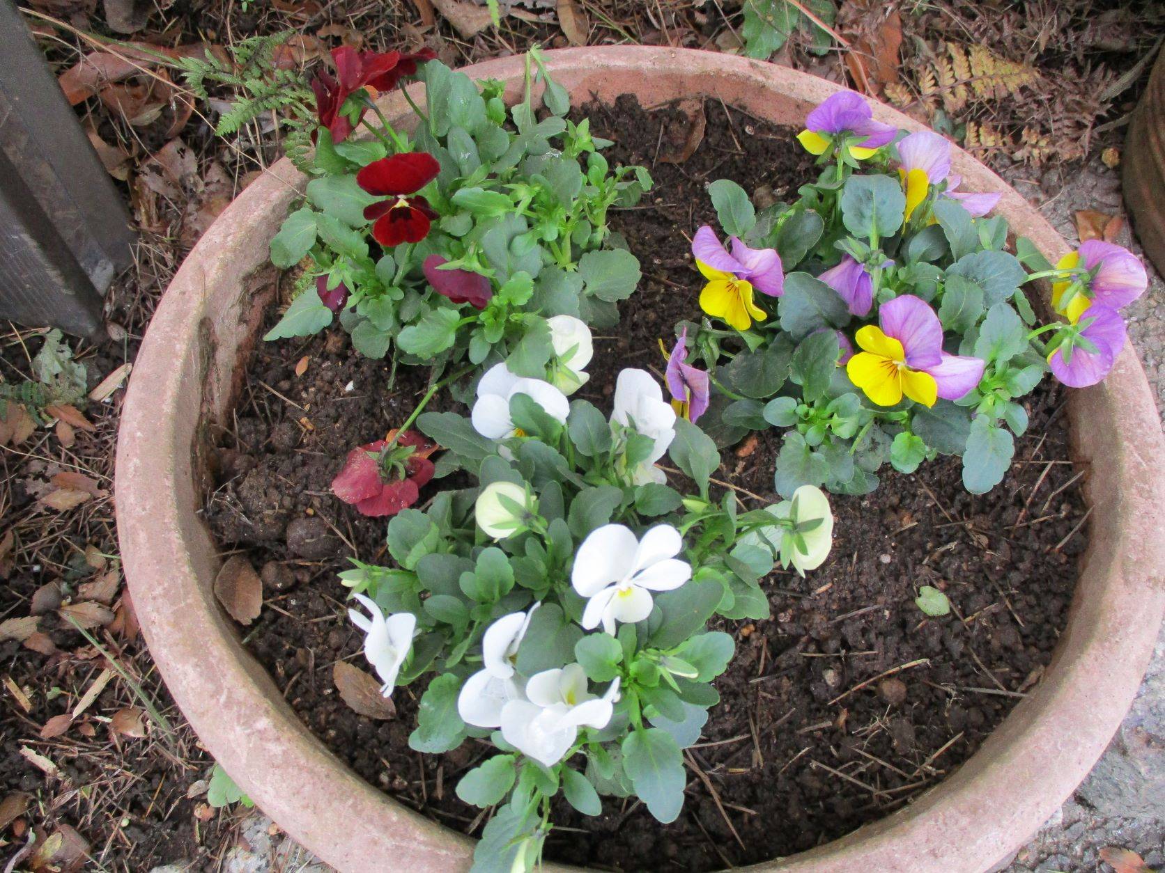 ✣記念館の冬花壇✣の写真