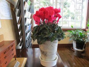 ✱シクラメン✱