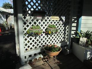 秋冬の花苗植え