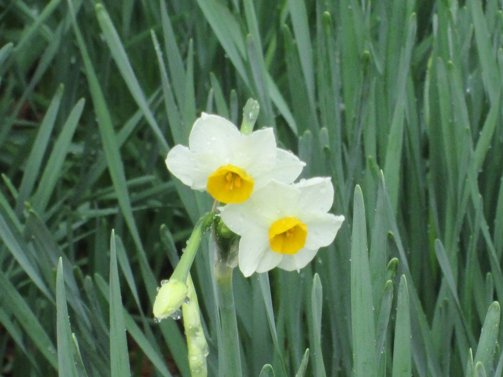 スイセンの写真