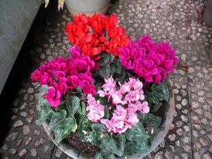 ✱記念館の秋冬花壇　その2✱