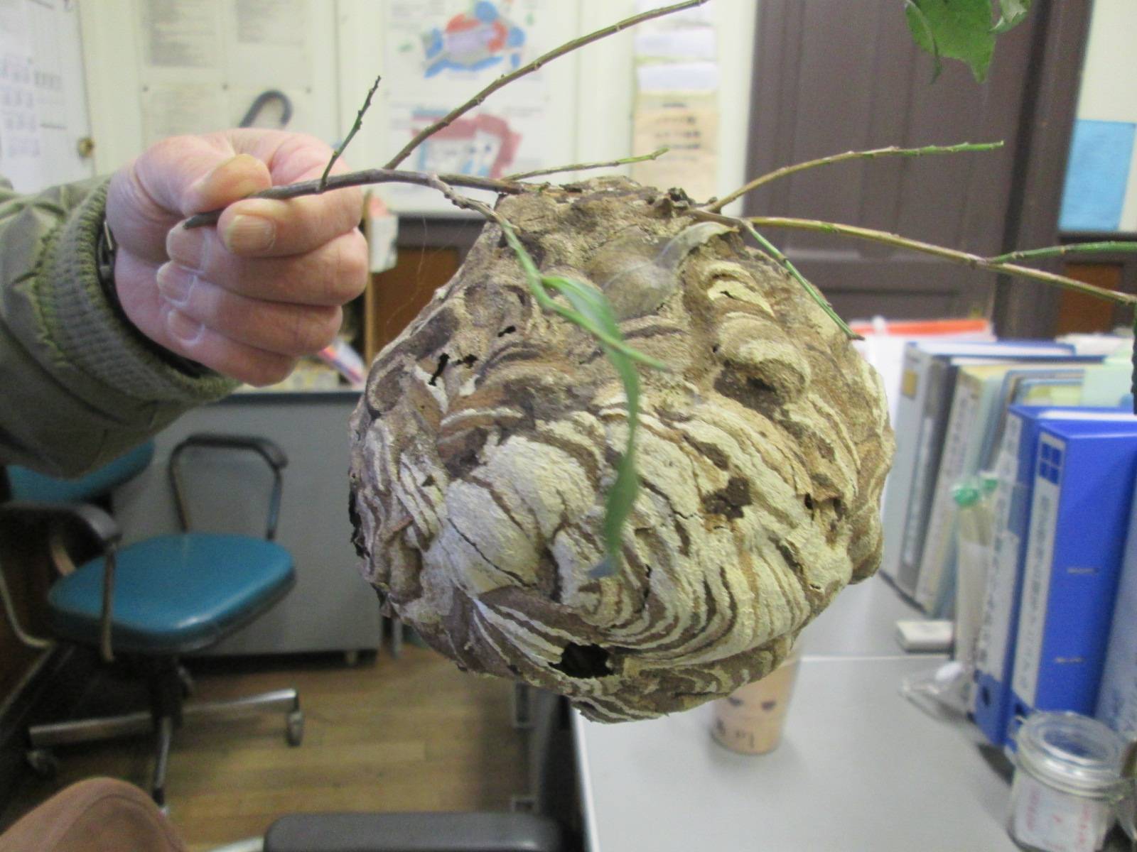 スズメバチの巣の写真