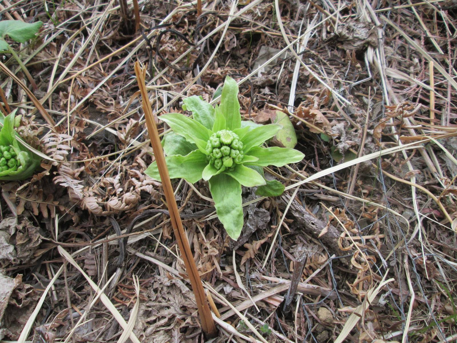 ふきのとうの写真