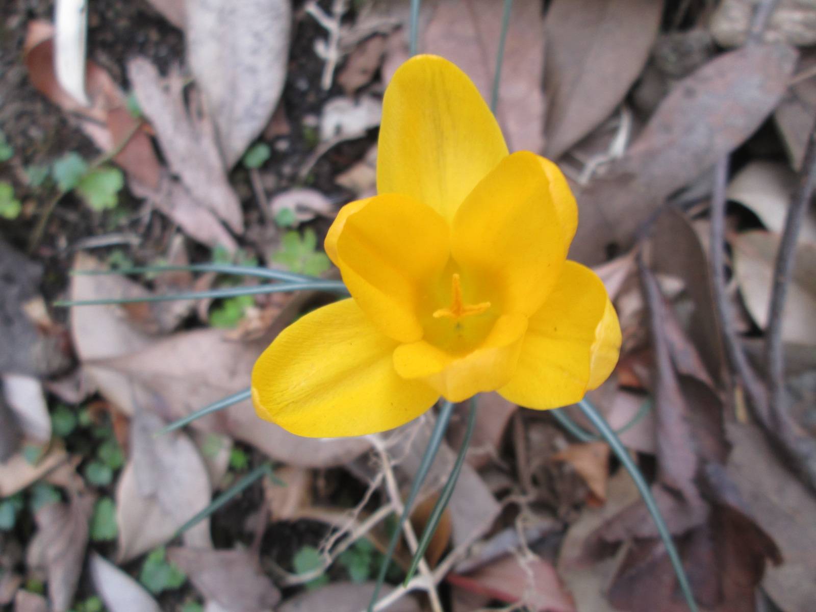 クロッカスの写真