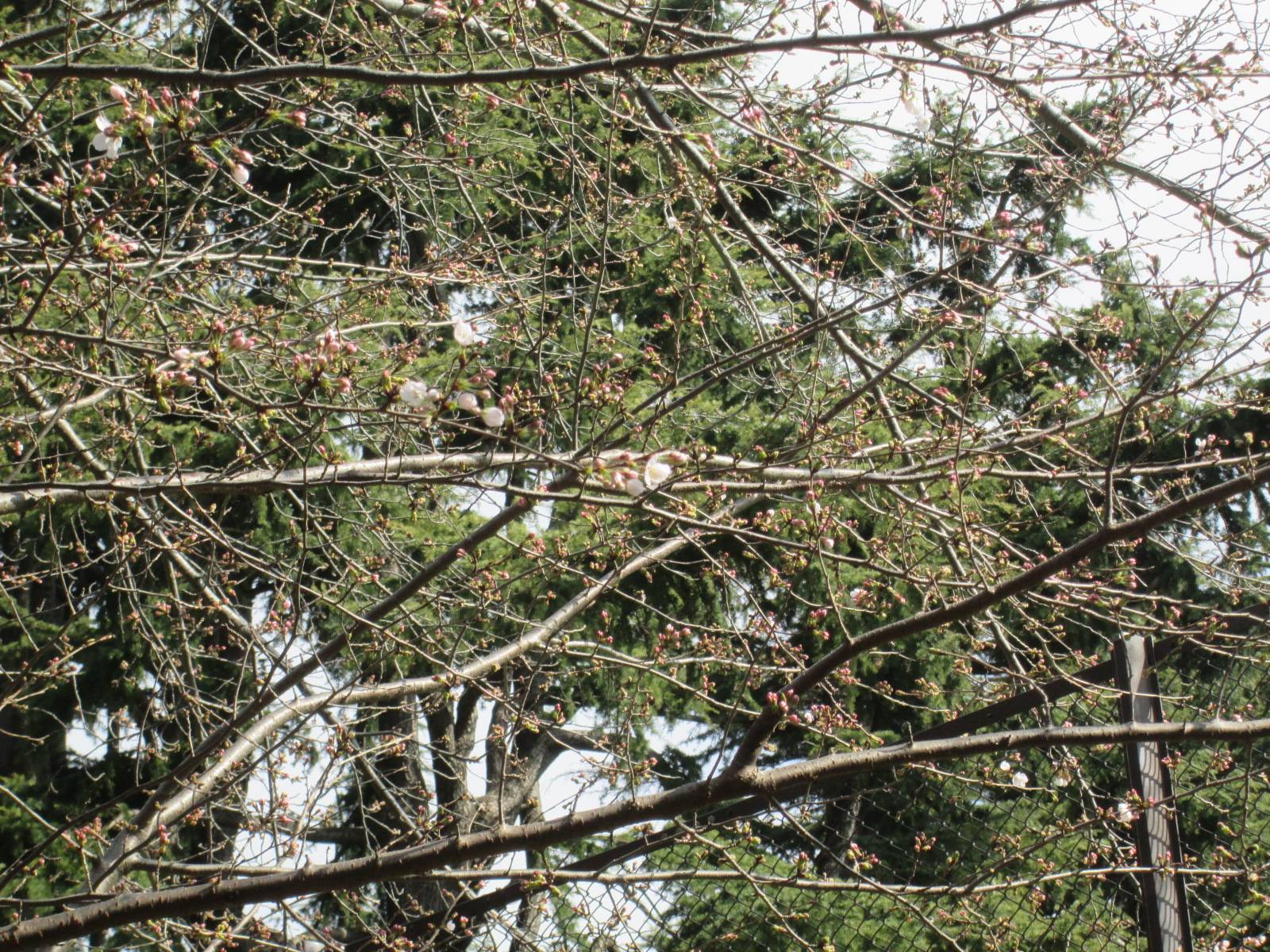 桜開花情報【2023年３月14日号】の写真