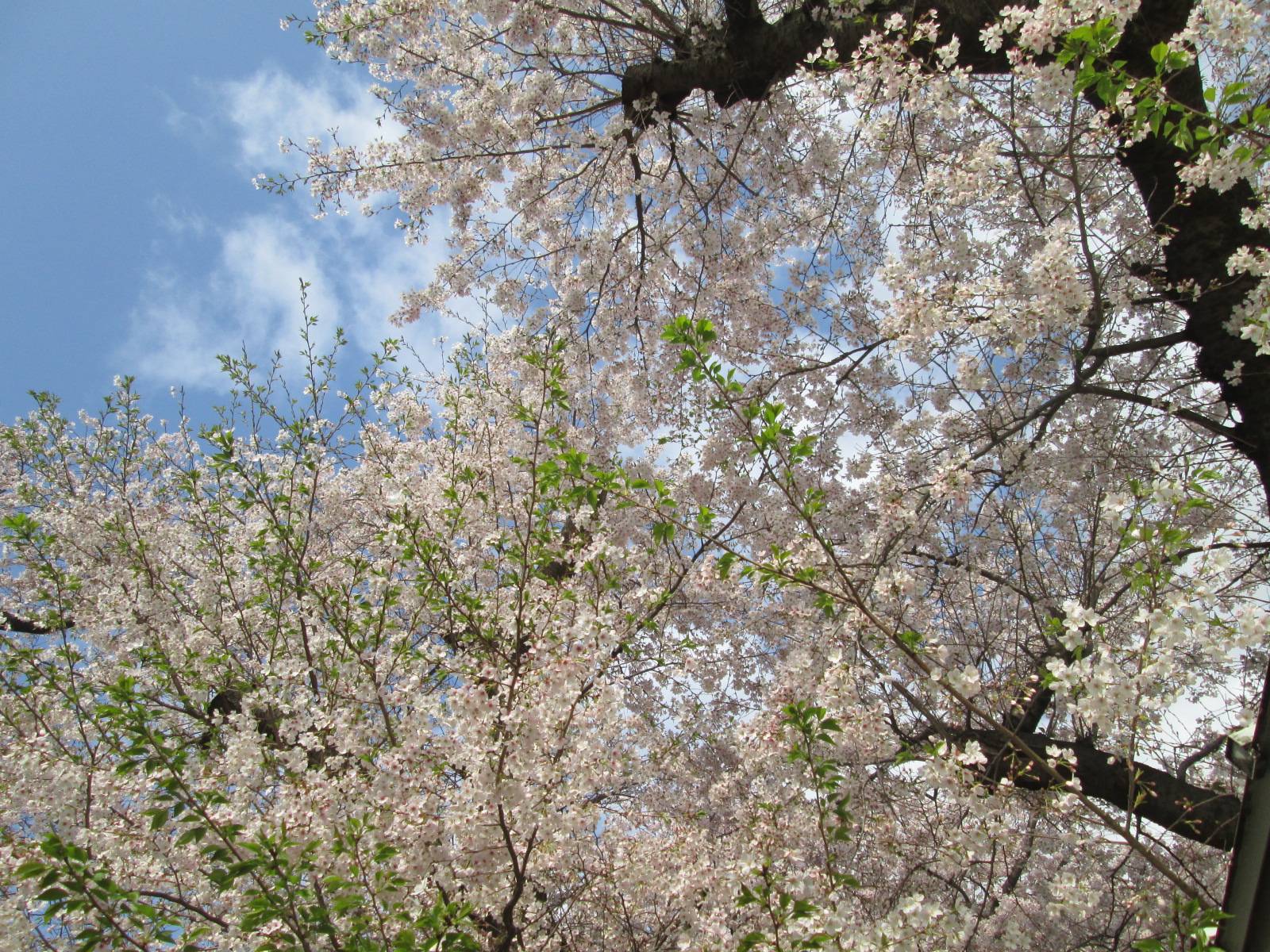 桜開花情報【2023年3月30日号】の写真