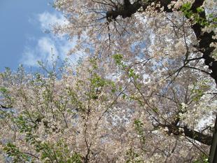 桜開花情報【2023年3月30日号】